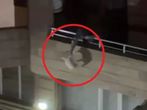 Bakıda pişiyə işgəncə verən şəxs cəzalandırıldı