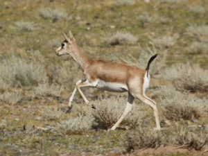 Milli parkda ceyranın başını kəsən şəxs nazirlik əməkdaşı imiş