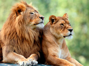 Zimbabvedə uşaq şirlərin arasında beş gün qaldıqdan sonra sağ qalıb