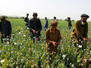 Əfqanıstan deyir ki, ölkənin hər onuncu sakini narkotik aludəçisidir