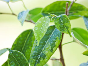 Alimlər bitkilərin təkamülünün qədim sirrini açıblar