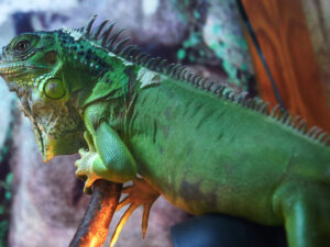 Tayvan səlahiyyətliləri fermerlərin tarlalarını dağıdan yaşıl iquanaların işğalı ilə üzləşib