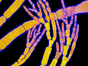 Alimlər sudan quruya ilk çıxanların hansı bitkilər olduğunu müəyyən ediblər