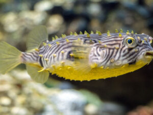 Alimlər yerli amerikalıların niyə zəhərli balıqları topladığını aşkar ediblər