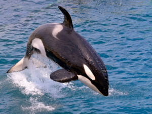 Qatil balinalar ən ölümcül dəniz yırtıcılarından birini ovlayır