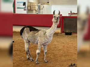 Şimali Karolina lama dünyanın ən yaşlısı seçilib