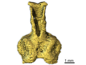 Avstraliyada yer üzündəki ən qədim onurğalıların naməlum qohumu tapıldı