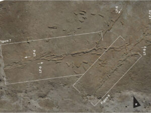 Arxeoloqlar 22 min il əvvələ aid qida məhsulları üçün ilk “arabaların” izlərini tapdılar