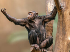 Alimlər şimpanzelərin işarə dilinin müxtəlif dialektlərində ünsiyyət qurduğunu kəşf ediblər