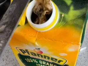 “Sahil Trading” MMC məxsus şirkətdən kefiyyətsiz məhsul-FOTOLAR