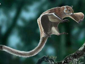 Alimlər 5 milyon il əvvəl nəhəng uçan dələlərin Appalachians üzərində uçduğunu tapdılar