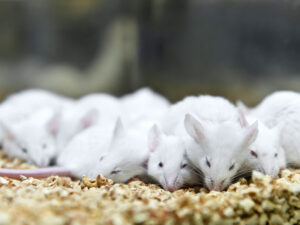 Alimlər şəkərli diabeti süni damarlarla bərpa ediblər