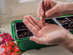 Bioloq mart ayında çiçək əkmək üçün məsləhətlər verib