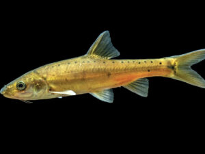 Mağara balığı hələ də inkişafda olduğunu tapdı