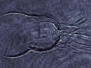 Alimlər ilk dəfə hissəcik şüalarının nadir plazma “spagetti”sini çəkiblər