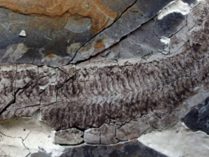 Cənubi Afrikada tapılan dinozavrlardan iki dəfə yaşlı naməlum qədim məxluq aşkar edilib