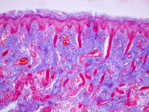 Alimlər hüceyrələrin qocalmasının əsas faktorunu müəyyən ediblər