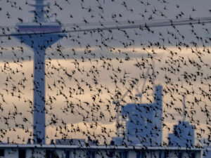 Frankfurtda “fentanil” narkotik böhranı ortaya çıxdı