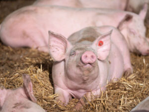 Çində tarixdə ilk dəfə olaraq donuzun qaraciyəri insana köçürülüb
