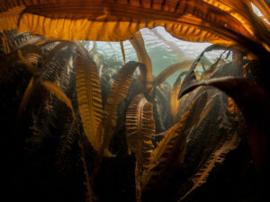 Buzlaqların əriməsinin Arktikanın təbiəti və sakinləri üçün gözlənilməz nəticələri üzə çıxıb