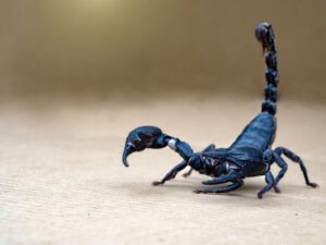 Meksikadan gələndə hava limanında baqajını götürən sərnişini əqrəb sancıb