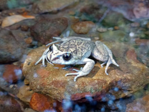 Çilidə 120 ildən sonra nəsli kəsilmiş qurbağa növləri aşkar edilib