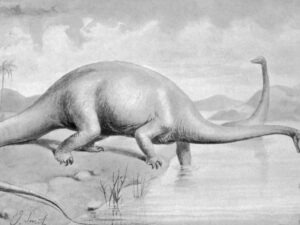 Afrikada “canlı dinozavr” görmələri artır