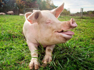 Almaniyada qaçan donuz avtobanı iflic edib