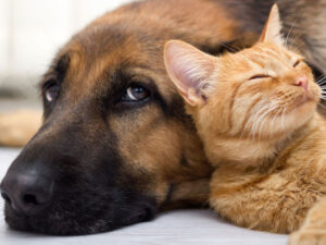 Alimlər ev heyvanlarına sahib olmaqdan əldə edilən xoşbəxtliyin pul ekvivalentini hesablayıblar