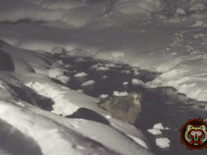 Zooloqlar “Qırmızı kitab”a düşən nadir qartal bayquşunun gecə ovunu lentə alıblar