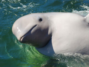 Alimlər balinaların beyinlərinin yarısını söndürərək necə yatdıqlarını kəşf ediblər