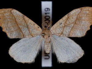 Alimlər öz ərazilərinin ən kiçik müdafiəçilərini tapıblar