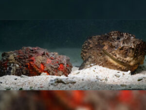 Alimlər təhlükəli parazitlərlə mübarizənin gözlənilməz yolunu tapıblar