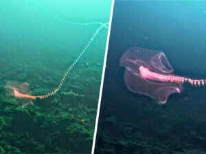 Malta sahillərində yadplanetlilərə bənzər dəniz nəhəngi göründü