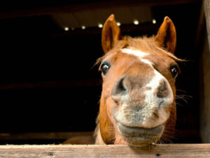 Atlarda genetika qaydalarını pozan xüsusiyyətlər aşkar edilib