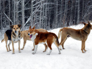 Alimlər təkamülün Çernobıl itlərinə necə təsir etdiyini kəşf ediblər