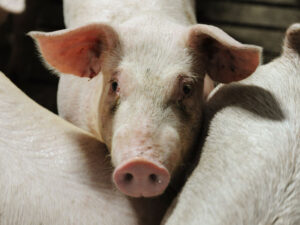 Avropa quş qripinin donuzlara keçmə riski barədə xəbərdarlıq edir