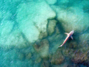 Alimlər Britaniya sahillərində üzən qədim köpəkbalığının yeni növlərini kəşf ediblər