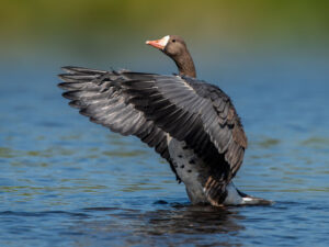 Qazlar Finlandiyanı aclıq həddinə çatdıra bilər