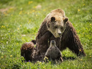Kanadada dişi ayı iki nəfəri yaralayıb