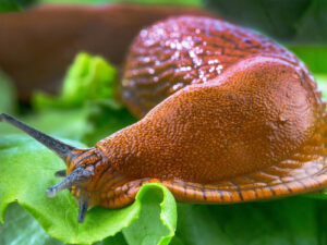 Alim Moskvada nəhəng şlakların nə vaxt peyda ola biləcəyini deyir