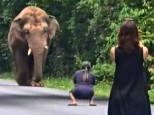 Taylandda vəhşi filin fotosuna görə turist cərimələnib