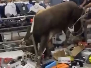 Masazırda dana ticarət mərkəzinin altını üstünə çevirdi