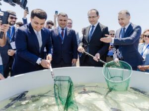 Xəzərə 100 000 nərə və 20 000 Xəzər qızılbalığı buraxılıb