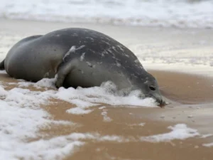 Xəzərin sahilində xeyli sayda ölü suiti aşkarlanıb