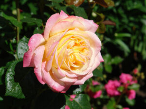 Fiziklər qızılgüllərin formasının sirrini açıblar