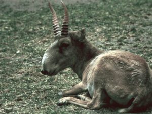 Qazaxıstan artımına görə sayqaların ovuna icazə verib