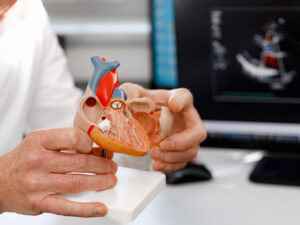 Alimlər ürək damarlarının düzgün inkişafı üçün nəyin lazım olduğunu aşkar ediblər