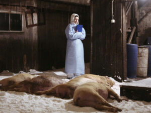 Alimlər donuzların Afrika taunu xəstəliyinin yayılma mənbəyini açıqlayıblar