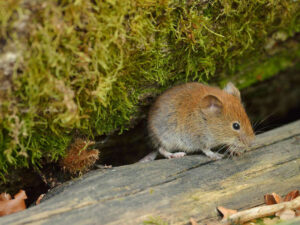 Baykal gölündə planetin ən nadir məməlilərindən olan vole xilas edilib